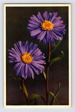 Postcard Aster Alpine Purple Flower Thor Gyger Stehli Series 1940s Unposted picture