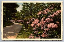 Postcard Approach Road Biltmore House & Gardens Biltmore North Carolina  G 11 picture