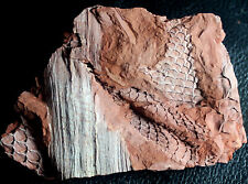 Beautiful preserved Carboniferous Lycopod plants picture