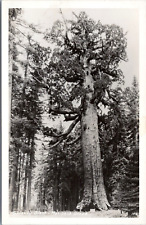 RPPC Grizzly Giant, Mariposa Grove, Yosemite, California- Photo Postcard c1930s picture
