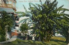 c1909 Postcard; Banana Tree, Bellevue Terrace Pearl Street Los Angeles CA posted picture