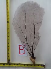 Natural Sea Fan - Coral - Sea Whip -  picture