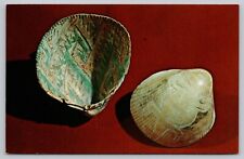 Postcard - Hohokam Indian Etched Shells- AZ State Museum, Univ. of Arizona (M6Q) picture