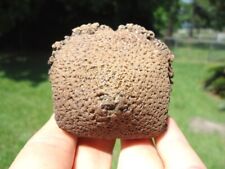 HUGE GLYPTODON SPIKE SCUTE FLORIDA FOSSILS ICE AGE GIANT ARMADILLO PREHISTORIC @ picture
