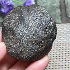 115g Rare Rugose Coral Fossil Slab - Actinocyathus - Morocco F40 picture