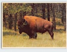 Postcard North American Bison picture