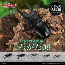 PSL Bandai ikimono Daizukan Kuwagata Stag beetle 08 Gashapon Toy Set of 5 picture