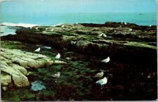 Seagulls along the coast of Maine Postcard picture