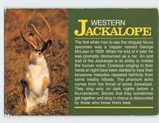 Postcard Western Jackalope West USA picture