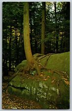 Pennsylvania PA - Tree on the Rock - Cook Forest State Park - Vintage Postcard picture
