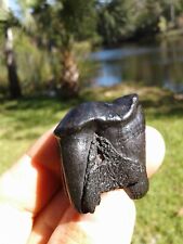 Killer Fully Rooted Massive Dire Wolf Tooth Florida Saltwater Fossil Mammal  picture