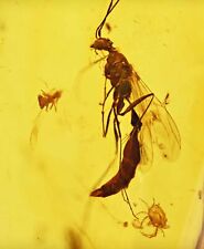 Winged Ant with Rare Hard Tick, Fossil Inclusion in Burmese Amber picture