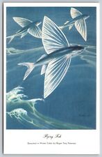 Postcard Flying Fish, Water Color by Roger Tory Peterson C34 picture