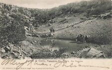 Postcard Argentina Horses Drinking Patagonian Aguada Cecilio Río Negro Province picture