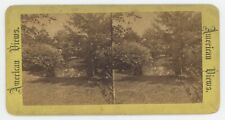c1900's Real Photo Stereoview Scenic View of Trees Around Lake picture