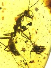 Superb Rare Haidomyrmex Burmite Natural Myanmar Insect Amber Fossil picture