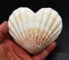 Set of 2 Heart Shaped Natural Scallop Shells (4