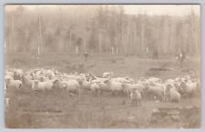 Luther Michigan, Farmer & Son Herding Sheep, Vintage RPPC Real Photo Postcard picture