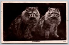 Postcard Black And White RPPC Fast Friends 2 Long Haired Cats c1910 VTG  H6 picture