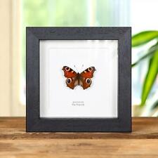 The Peacock Taxidermy Butterfly Frame (Aglais io) picture