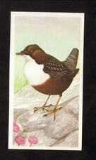 Dipper--1990 Brooke Bond British Tea Card picture