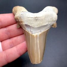 Kazakhstan Sokolovi Auriculatus Otodus Shark Tooth Sharks Teeth Gems Ocean Huge picture