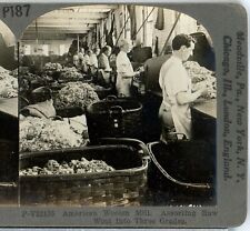 Sorting Raw Wool Into Three Grades--Keystone Primary Stereoview B190 picture
