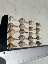 1 - 2'' Small Lightning Whelks - Conch - Shell lot of 20 - Beach  Wedding picture