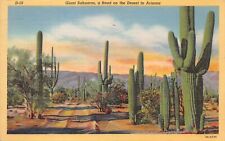 Desert Road FAUNA Saguaro Brittlebush Cactus APACHE TRAIL Southwest Postcard J10 picture