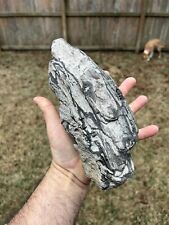 Texas Petrified Wood Unique Preserved Branch Tree Fossil From Manning Formation picture