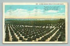 1941 Large Orange Grove Sunny South Citrus Florida FL Postcard  picture