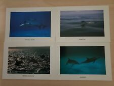 Lot of 4 Dolphins Postcards By Hiroya Mizuguchi From Japan NEW  picture