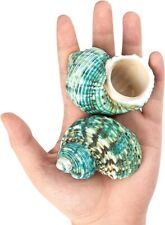 02 Large Natural Conch Seashells Green Turbo Hermit Crab Shells Rare Real 2.7-3
