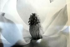 Magnolia Blossom 1925 Photograph by Imogen Cunningham POSTCARD IC-3 Floral picture