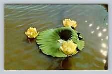 FLOWER -Lotus Lily, Rare Flower Bloom Amana Lily Lake Vintage Iowa PostcardÂ Â  picture