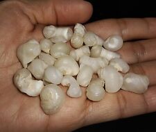 WHOLESALE SEASHELL FOSSIL 20PCS+2PC FREE CORALLIOPHILIDAE FROM JAVA INDONESIA 4 picture