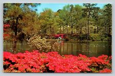 Municipal Gardens Azalea Blossom Time Norfolk Virginia VA VINTAGE Postcard picture