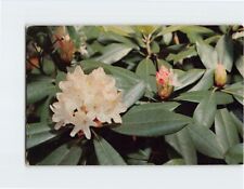 Postcard Rhododendron in the beautiful mountains of Pennsylvania USA picture