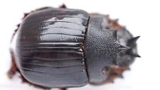 Coleoptera Scarabaeidae Scarabaeinae Heliocopris erycoides. Very Nice picture