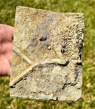 Alabama Fossil Crinoid RARE Onychocrinus with Stem and Zeacrinus in Matrix picture