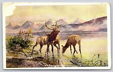 Charles M Russell, Elk in Lake McDonald, WB Posted 1909 WT Ridgley Calendar Co picture