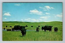NE-Nebraska, Herd Of Angus Cattle Grazing, Vintage Postcard picture