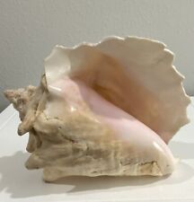 Vtg LG Natural Conch Sea Shell Seashell Ocean Coastal 7 3/4” X 5 1/4” X 6 1/2” picture