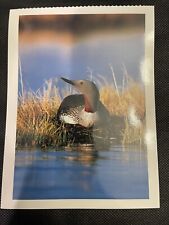 POSTCARD UNPOSTED LOONS- RED-THROATED LOON ON NEST#2 picture