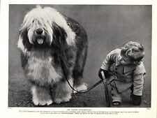 1930s Fun OLD ENGLISH SHEEPDOG Print Ch Tommy Tittlemouse and Young Boy 5075m picture