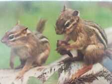 C 1960s A Pair of Chipmunks on Birch Tree Scampering about Woodlands Postcard picture