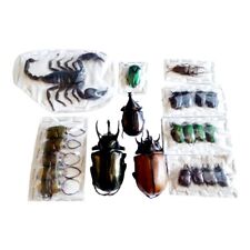 Pack of 23 Beetle Taxidermy Dried Insect Teaching Collection Gift for Kids picture