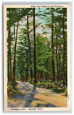 Postcard Woodland Scene Hayward Wisconsin White Pine Timber Northland Linen picture