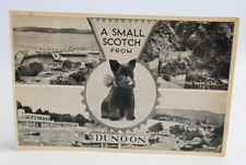 A Small Scotch from Dunoon Dog Scottie West Bay A6506 Vintage Postcard RPPC picture