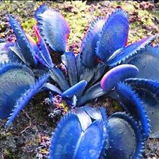 Rare Blue Venus Flytrap Seeds, Purple/Green/Blue/Yellow/Red  picture